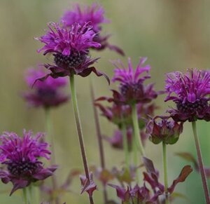 Monarda 'Scorpion' geen maat specificatie 0,55L/P9cm - afbeelding 2