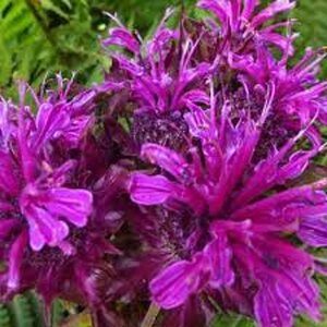 Monarda 'Scorpion' geen maat specificatie 0,55L/P9cm - afbeelding 3