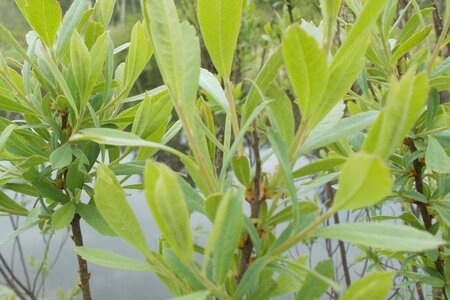 Myrica gale 30-40 cm cont. 2,0L - afbeelding 1