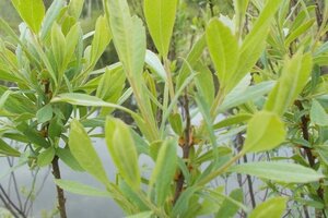Myrica gale 30-40 cm cont. 2,0L - afbeelding 1