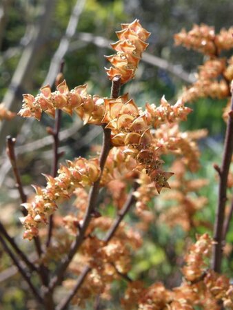 Myrica gale 30-40 cm cont. 2,0L - afbeelding 2