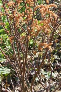 Myrica gale 30-40 cm cont. 2,0L - afbeelding 3