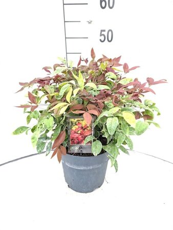 Nandina d. Blush Pink 30-40 cm cont. 5,0L - afbeelding 1