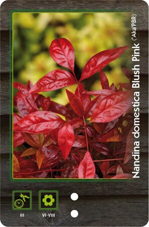 Nandina d. Blush Pink 30-40 cm cont. 5,0L - afbeelding 2
