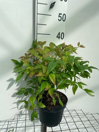 Nandina d. 'Firepower' 30-40 cm cont. 3,0L - afbeelding 5