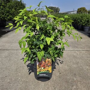 Nandina d. 'Firepower' 40-50 cm cont. 10L