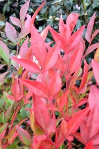 Nandina d. 'Gulf Stream' 30-40 cm cont. 3,0L