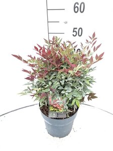 Nandina d. Obsessed 30-40 cm cont. 5,0L - afbeelding 1