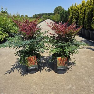 Nandina d. Obsessed 40-50 cm cont. 10L