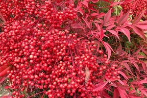 Nandina domestica 30-40 cm cont. 3,0L