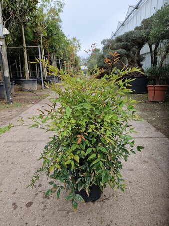 Nandina domestica 50-60 cm cont. 10L - afbeelding 1