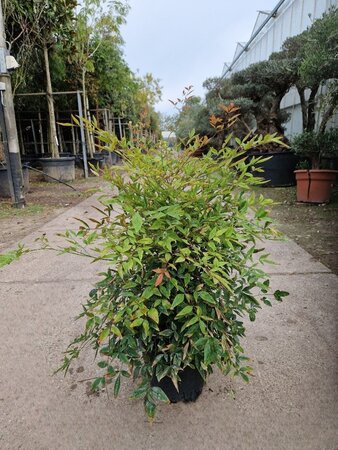 Nandina domestica 50-60 cm cont. 10L - afbeelding 3