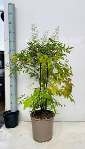 Nandina domestica 60-80 cm cont. 10L