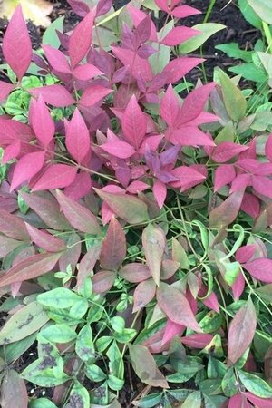 Nandina d. 'Richmond' 30-40 cm cont. 3,0L - afbeelding 2