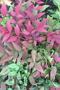 Nandina d. 'Richmond' 30-40 cm cont. 3,0L - afbeelding 2