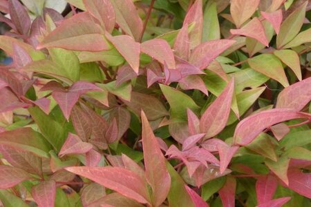 Nandina d. 'Richmond' 30-40 cm cont. 3,0L - afbeelding 3