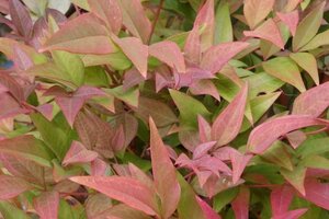 Nandina d. 'Richmond' 30-40 cm cont. 3,0L - afbeelding 3