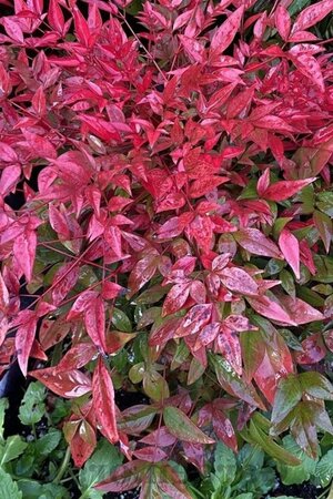 Nandina d. 'Richmond' 30-40 cm cont. 3,0L - afbeelding 4