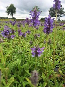 Nepeta nervosa 'Blue Moon' geen maat specificatie 0,55L/P9cm