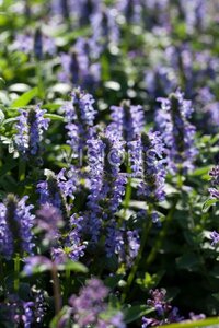 Nepeta nervosa 'Blue Moon' geen maat specificatie 0,55L/P9cm - afbeelding 3