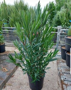 Nerium oleander 100-125 cm cont. 18L - afbeelding 1
