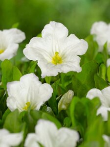 Nierembergia repens geen maat specificatie 0,55L/P9cm