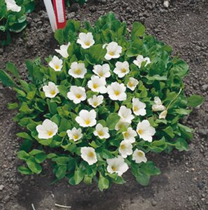 Nierembergia repens geen maat specificatie 0,55L/P9cm - afbeelding 2