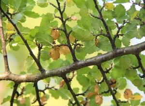 Nothofagus antarctica 175-200 cm container - afbeelding 9