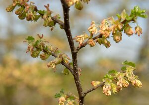 Nothofagus antarctica 200-250 cm met kluit - afbeelding 1