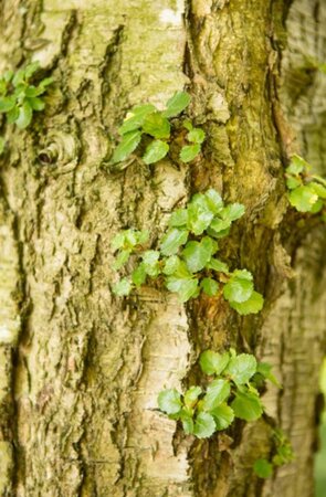Nothofagus antarctica 200-250 cm met kluit - afbeelding 2