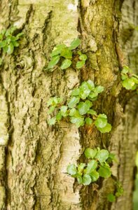 Nothofagus antarctica 200-250 cm met kluit - afbeelding 2