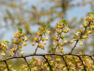 Nothofagus antarctica 200-250 cm met kluit - afbeelding 3