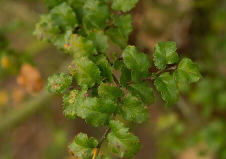 Nothofagus antarctica 200-250 cm met kluit - afbeelding 4