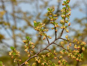 Nothofagus antarctica 200-250 cm met kluit - afbeelding 5