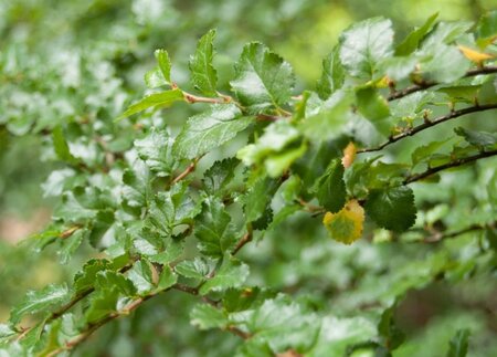 Nothofagus antarctica 200-250 cm met kluit - afbeelding 6