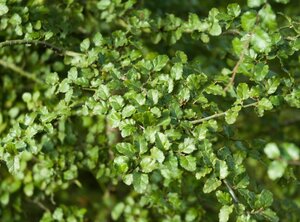 Nothofagus antarctica 200-250 cm met kluit - afbeelding 8