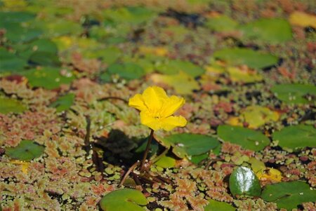 Nymphoides peltata geen maat specificatie cont. 2,0L