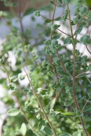 Origanum majorana geen maat specificatie 0,55L/P9cm - afbeelding 2