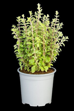 Origanum majorana geen maat specificatie 0,55L/P9cm - afbeelding 1