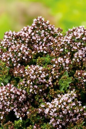 Origanum vulg. 'Compactum' geen maat specificatie 0,55L/P9cm - afbeelding 5