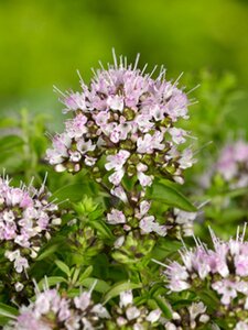 Origanum vulg. 'Compactum' geen maat specificatie 0,55L/P9cm - afbeelding 7