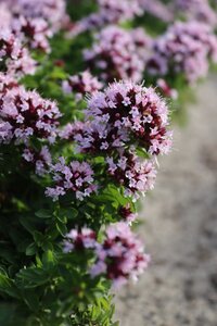 Origanum vulg. 'Compactum' geen maat specificatie 0,55L/P9cm - afbeelding 8