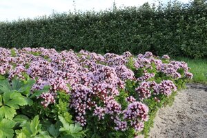 Origanum vulg. 'Compactum' geen maat specificatie 0,55L/P9cm - afbeelding 9