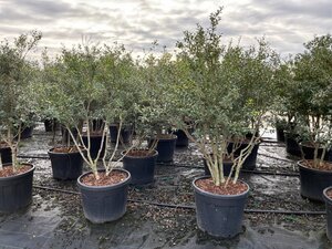 Osmanthus burkwoodii 125-150 cm cont. 70L meerstammig