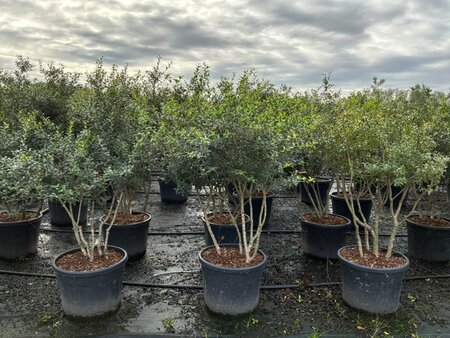 Osmanthus burkwoodii 125-150 cm cont. 70L meerstammig - afbeelding 2