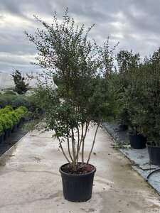 Osmanthus burkwoodii 200-225 cm cont. 70L meerstammig