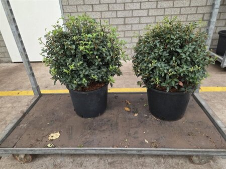 Osmanthus burkwoodii 40 cm cont. 12L bol - afbeelding 2