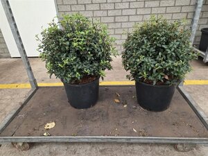 Osmanthus burkwoodii 40 cm cont. 12L bol - afbeelding 2