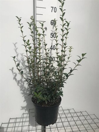 Osmanthus burkwoodii 60-80 cm cont. 5,0L - afbeelding 6
