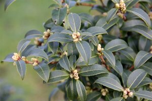 Osmanthus burkwoodii 65 cm met kluit bol